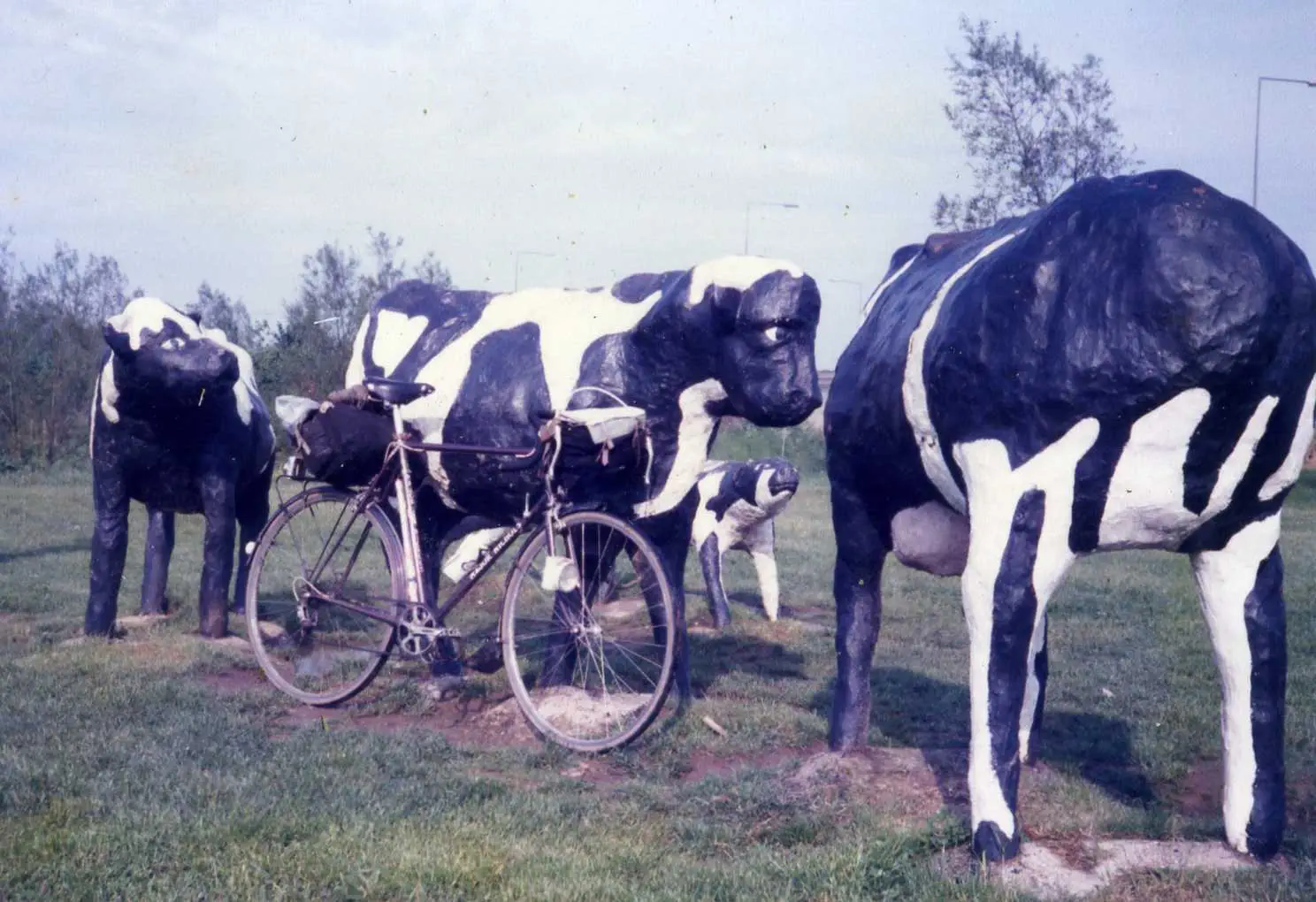 Milton Keynes Concrete cows, Aug 1985