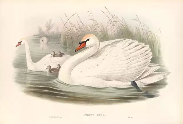 Swan in a pond, reflection in the water